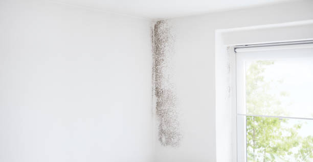 Best Dehumidification Services  in Windsor, PA