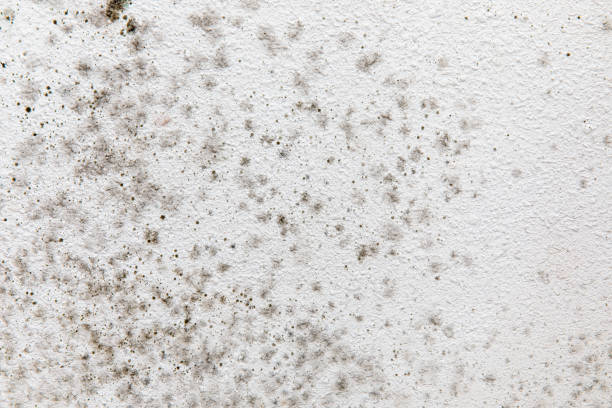 Best Commercial Mold Inspection  in Windsor, PA